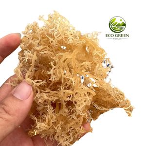 Algues Marines Nettoyées et Séchées au Soleil, Matière Première pour Gel d'Algues Marines, Ingrédient de Haute Qualité d'un Fournisseur Vietnamien - Product Image 3