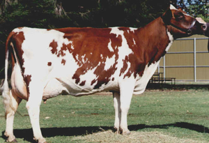 Ayrshire Dairy Cattle Breeding Animals for Bulk Orders and International Markets - Product Image 2
