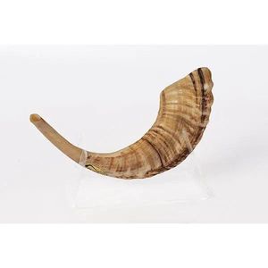 Proveedor de Shofar de Cuerno de Carnero Kosher Genuino, Instrumento Musical Auténtico Hecho a Mano para Ceremonias Religiosas, Comercio B2B Global - Product Image 2