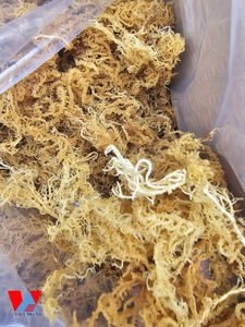 Proveedor vietnamita de musgo de mar seco de alta calidad/musgo irlandés dorado y morado que cumple con los estándares de Exportación/Lima - Product Image 5
