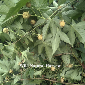 Khô Mâm xôi đỏ lá trà Hoang Dã hữu cơ số lượng lớn lá lỏng lẻo | túi trà tùy chỉnh/pha trộn/Túi/xay chứng nhận ISO HACCP hội thảo - Product Image 3