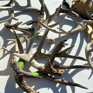 Compre Astas de Ciervo Rojo Enteras de Primera Calidad, Cápsulas de Extracto de Astas de Ciervo de Cola Blanca, Soporte Natural y Orgánico para la Fuerza - Product Image 5