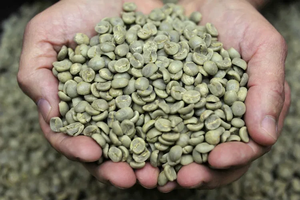 Grano de Café Verde Crudo Arábica Vietnam Lam Dong Screen 16 para Cafeterías, Grado 1, Calidad Premium, Precio de Fábrica - Product Image 4