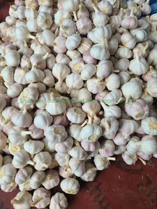 Aglio Dorato Cinese di Alta Qualità, Dimensione Grande <span class=keywords><strong>9</strong></span>,6 cm, Alta Resa, Aglio Fresco per il Commercio Globale - Product Image 5