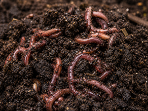 Vermicompost pur, compost naturel transformé à partir de vers de terre, granulés fins, amendement du sol, durée de conservation de 24 mois, KAMADHEI AGRO - Product Image 5