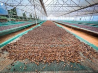 Processus de nettoyage des grains de café vert Robusta S16 au Vietnam avec un prix abordable pour les grossistes