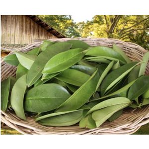 Thé aux herbes naturelles, feuilles de corossol séchées, produit de qualité d'exportation - Product Image 2