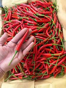 Chiles Rojos Congelados IQF Premium, Enteros, Picantes, Grado Alimenticio, Proveedor de Vietnam - Product Image 1