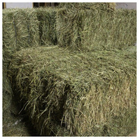 Foin d'alfalfa de qualité supérieure à vendre en gros, alimentation pour bétail, pour les exploitations d'élevage de bovins, de chevaux, de chèvres et de moutons.