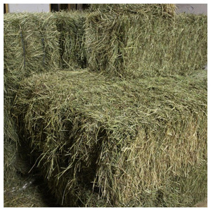 Heno de Alfalfa Premium para la venta al por mayor, alimento para ganado, suministro para operaciones de cría de ganado vacuno, equino, caprino y ovino. - Product Image 4