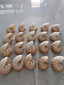 Paquete a granel de conchas marinas - Temática playera, regalos de recuerdo, suministros artesanales únicos, quemador de incienso, soporte para salvia, concha de caracol natural - Macy - Product Image 6