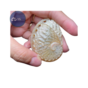 [MEJOR VENTA] |   3 Piezas de Conchas de Caracol Pequeñas Multicolores para Decoración del Hogar, Venta al por Mayor, Vietnam - Product Image 1