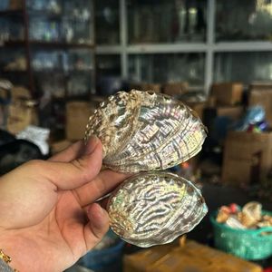 MÁS VENDIDO Conchas de Caracol Sostenibles en Colores Amarillo, Blanco, Verde y Plateado, Suministro al por Mayor para Decoración de Interiores, Vietnam - Product Image 2