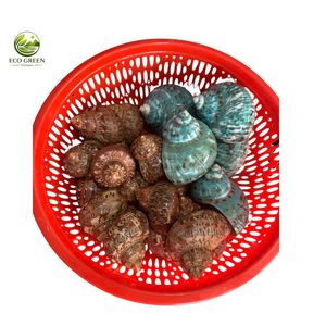 เปลือกหอยมุกเทอร์โบสีเขียวตกแต่ง พรีเมียม ธรรมชาติ สำหรับตกแต่งบ้านริมชายฝั่ง ตู้ปลา และงานแต่งงาน - Product Image 5