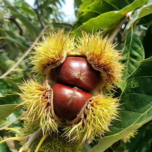 Marrons frais chinois de qualité supérieure, marrons sucrés bruts de plusieurs tailles pour la vente en gros - Product Image 6