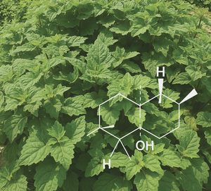 Patchoulol Natural 99.5%+ (PL-001) Aroma de Vainilla - Product Image 1