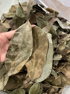 Feuilles de corossol séchées de haute qualité en vrac pour mélange de tisanes, fournisseur de feuilles de graviola naturelles du Vietnam - Product Image 3