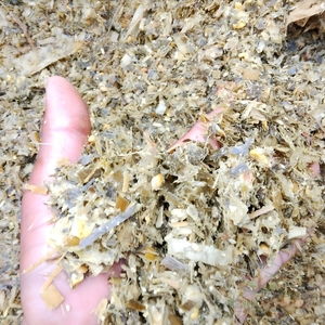 Ensilaje de Maíz Listo para Exportación para Compradores de Alimento Animal, Ensilaje de Maíz Amarillo para Ganado Lechero, Ensilaje de Maíz Premium al por Mayor - Product Image 5