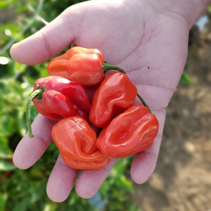 Especias y Condimentos Picantes, Pimienta Habanero, Chile Seco, Salsa de Chile Dulce - Product Image 1