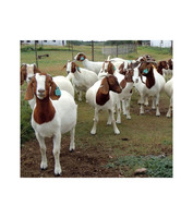 Fournisseur en gros de chèvres Boer vivantes pour les fermes d'élevage, les importateurs, les exportateurs et les commerçants en bétail