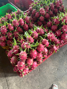 ผลมังกรเวียดนามเกรดพรีเมียมคุณภาพสูง ปี 2026 เนื้อแดงและเนื้อขาว หวานฉ่ำ สำหรับส่งออก บรรจุในตู้คอนเทนเนอร์แบบควบคุมอุณหภูมิ น้ำหนัก 4-5-6 กิโลกรัม บรรจุกล่อง - Product Image 5