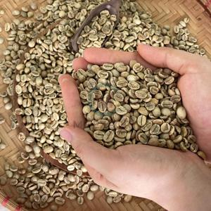 Grains de café vert Arabica les plus vendus, non lavés, taille 13-18, prix de gros, Ferme des Hautes-terres du Vietnam - Product Image 2
