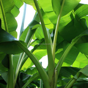 Feuilles de bananier fraîches naturelles de haute qualité 100% du produit agricole du Vietnam pour l'exportation d'emballage alimentaire - Product Image 4