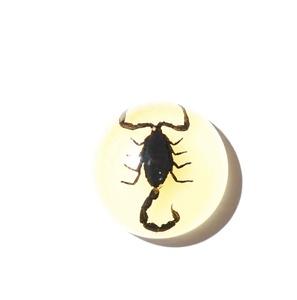 Cabujón de Plástico con Espécimen Real de Escorpión Negro, Redondo, 19x19 mm, Base Plana Brillante, para Manualidades y Joyería - Product Image 2