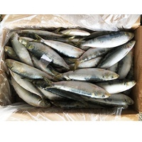 Sardines Entières Fraîches Congelées Pilchardus – Faible MOQ – Fabricant de Sardines Entières Nutritives – Prix de Gros