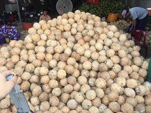 Coco Maduro de Ben Tre, Vietnam, Totalmente Descascarado, Grado de Exportación, Pulpa Blanca Espesa, Alto Contenido de Aceite, 100% Natural, TINIMEX, Procesamiento de Alimentos - Product Image 4
