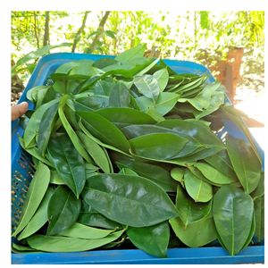 Natural Premium Herbal <b>Tea</b> Dried Soursop Leaves Wholesale - Product Image 1