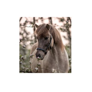Caballo de cuero negro Halter Oveja blanca Acolchado ligero Ajuste de latón Caballo Halter Rub International - Product Image 2