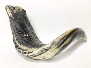 Shofar de Cuerno de Carnero Hecho a Mano, Ecológico, de Alta Calidad, para Tocar y Propósitos Religiosos, Kosher, Pulido - Product Image 6