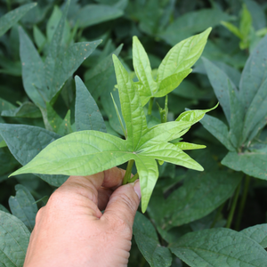 Hojas de Camote Congeladas de Alta Calidad |   PARA SERVICIOS DE ALIMENTACIÓN Y RESTAURANTES/ SRA. ALINA - Product Image 4