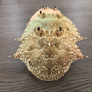 Dried <b>Crab</b> Shell For Aquaculture And Agriculture - Katty - Product Image 1