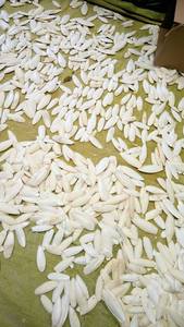 Proveedor y fabricante de huesos de sepia de Vietnam para aves, caracoles y reptiles. Fuente de calcio. Hueso de sepia limpio 24. - Product Image 3