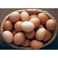 Œufs de poule brune frais de première qualité, origine Royaume-Uni, prix compétitifs, vente en gros, durée de conservation de 2 ans, directement de l'usine