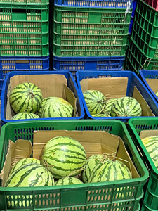 แตงโมไร้เมล็ดพรีเมียมจากเวียดนาม – หวานฉ่ำ คุณภาพสูง สำหรับตลาดส่งออก - Product Image 5