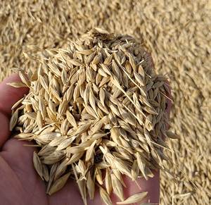 Blé à grains longs biologique naturel de haute qualité pour la production de farine, la transformation alimentaire, la pâtisserie et l'agriculture - Product Image 2