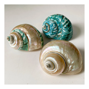 เปลือกหอยทะเลธรรมชาติทรงเทอร์โบ งานฝีมือทนทาน ชิ้นงานตกแต่งสำหรับคอลเลกชันเรือเดินสมุทรและของตกแต่งบ้านสไตล์ชายหาด - Product Image 4