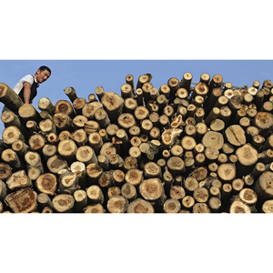 Troncos de Madera Dura de Grado Industrial, Madera Sólida, Perfecta para Fábricas de Muebles y Uso Industrial - Product Image 6