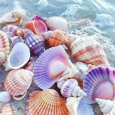 Resin Seashell Decoration Middle Size Seashell Wholesale Natural Raw Cleared <b>Abalone</b> Seashell With Resin For Home Decoration - Product Image 5