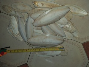 Hueso de Sepia en Polvo de Alta Calidad, Harina de Hueso de Sepia Molido para Alimentación y Uso Médico, Limpiado, Alta Pureza, Proveedor Mayorista - Product Image 5