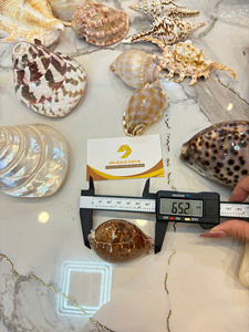 โรงงานเวียดนาม จำหน่ายเปลือกหอยสังข์ขนาดเล็กแบบธรรมชาติ สำหรับงานฝีมือ ของที่ระลึก ของตกแต่ง จำหน่ายส่งออกจำนวนมาก - Product Image 4