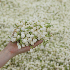 Flores de Jazmín Frescas Naturales, Aroma Delicioso para Decoración de Bodas, Uso en Té, Arreglos Florales, Exportación al por Mayor - Product Image 3