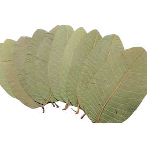 <b>Clear</b> Out Price Dried Guava Leaf Whole Leaf Factory Direct Price Sun Dried Herbal Leaves Carton <b>Box</b> Packed Vietnam Origin - Product Image 1