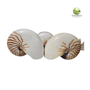 Concha de Nautilus Natural, Espiral Oceánica, Decoración de Lujo, Coleccionable, Elegante Regalo para Coleccionistas y Diseñadores - Product Image 4