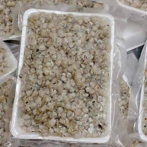 เนื้อหอยเชลล์ต้มสุกพร้อมรับประทาน ยี่ห้อเวียดเดลต้า ผลิตภัณฑ์ขายดี เหมาะสำหรับผัด ต้ม ซุป โจ๊ก และข้าว น้ำหนัก 1 กก. แช่แข็ง บรรจุภัณฑ์สุญญากาศ - Product Image 1