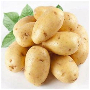Pommes de terre fraîches de qualité supérieure, prix de gros pour l'exportation - Product Image 4
