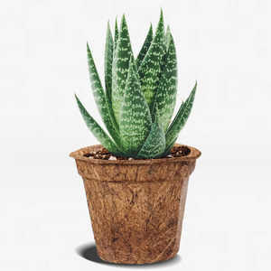 Eco-Friendly AGP Cocofiber Coconut Pot Made From Coco Fiber Cocopeat Free <b>Plastic</b> 2 Year <b>Shelf</b> Life Indonesia for Crafts Plants - Product Image 1